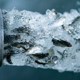 patagonia artifishal environmental case study