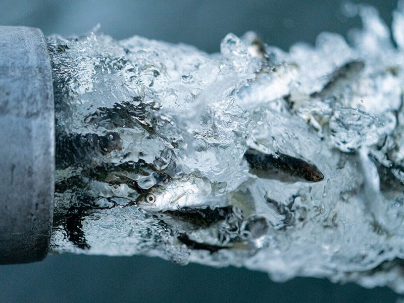 Patagonia Artifishal Digital Marketing