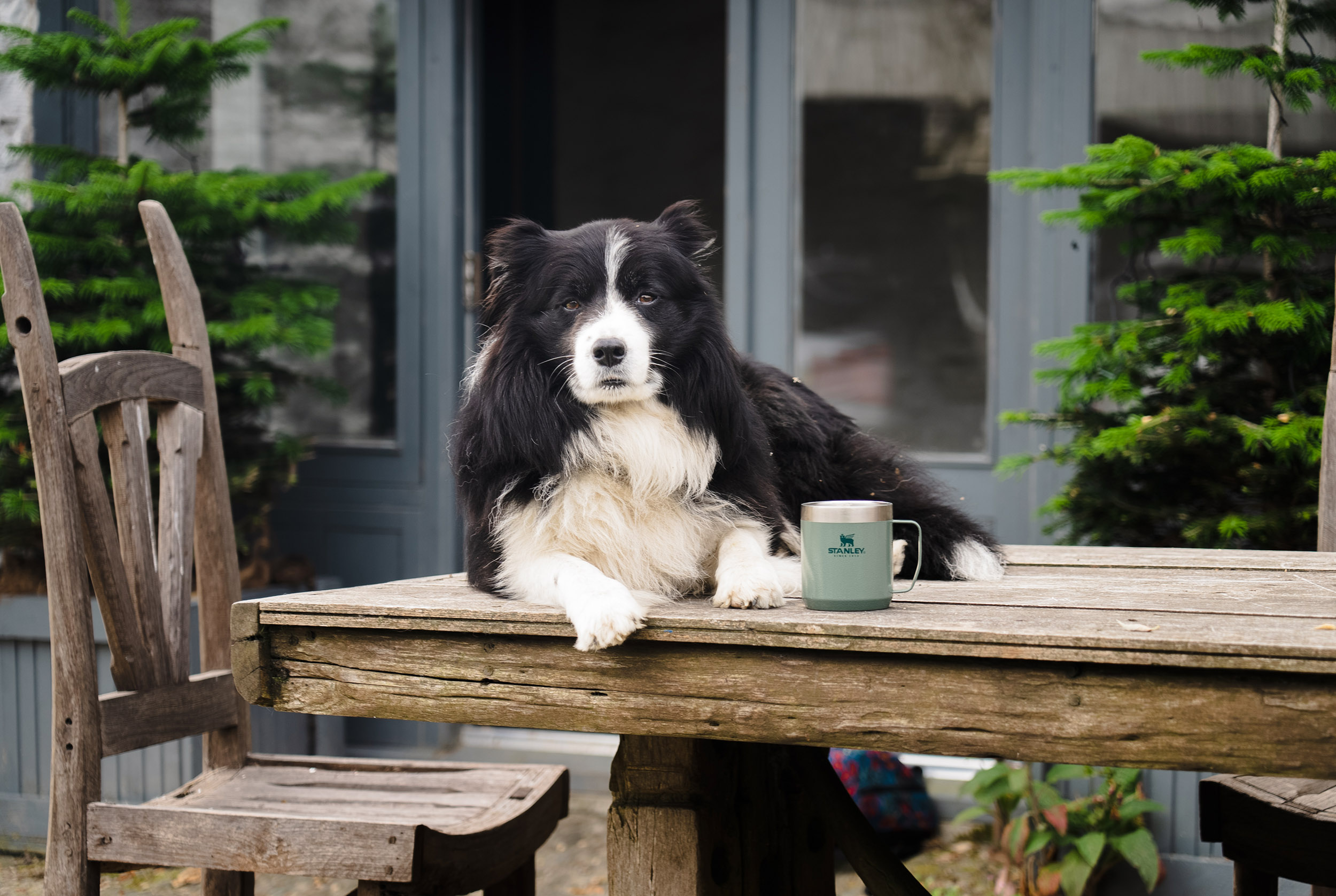 stanley stories shepherdess