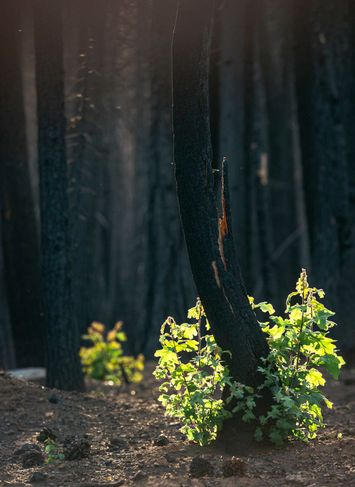 your brain on shopping, Patagonia campaign