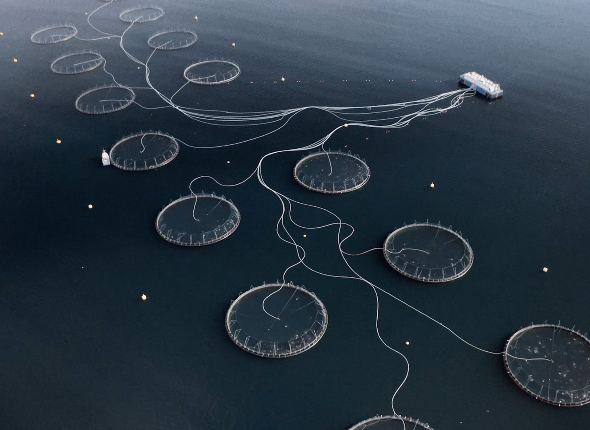 Patagonia's Salmon Nation campaign